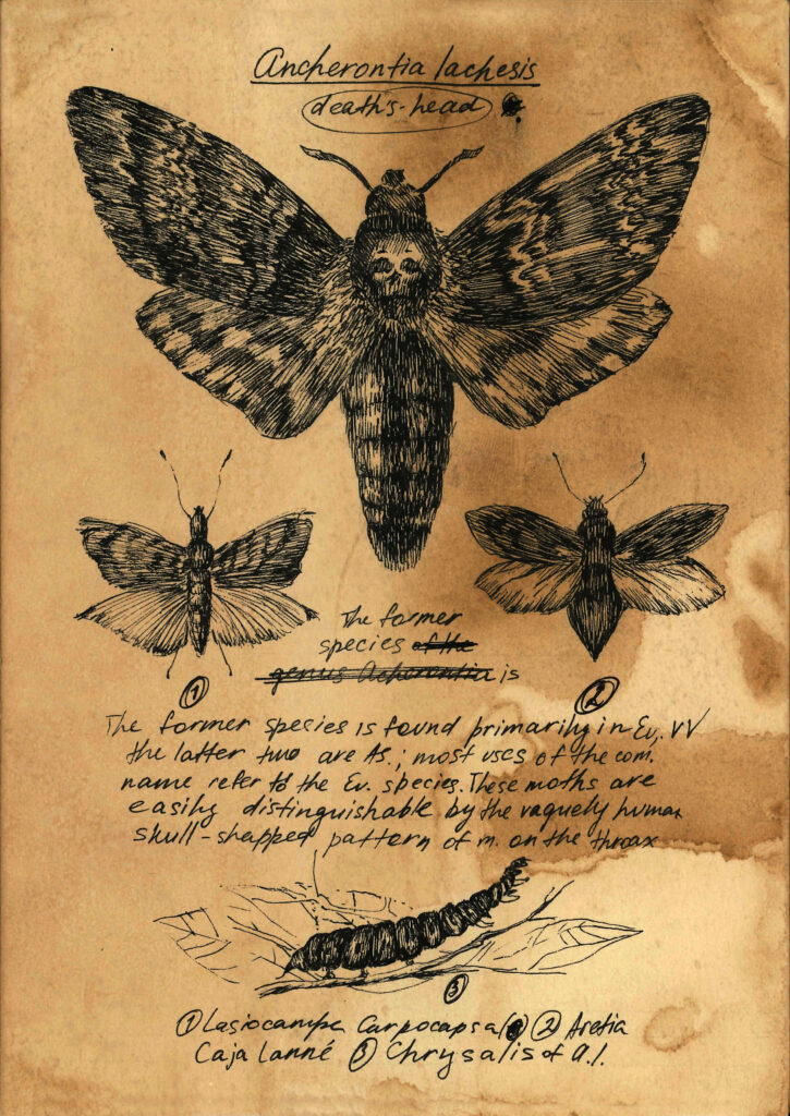 Detailed moth illustrations