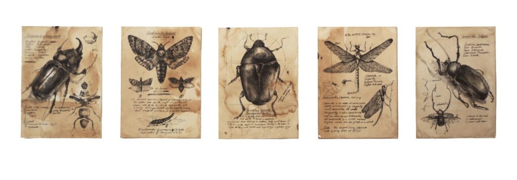 Hand-drawn insect illustrations