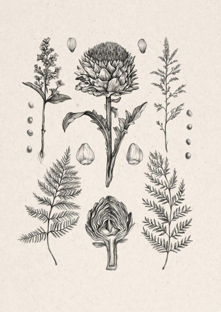 Hand-drawn botanical illustrations