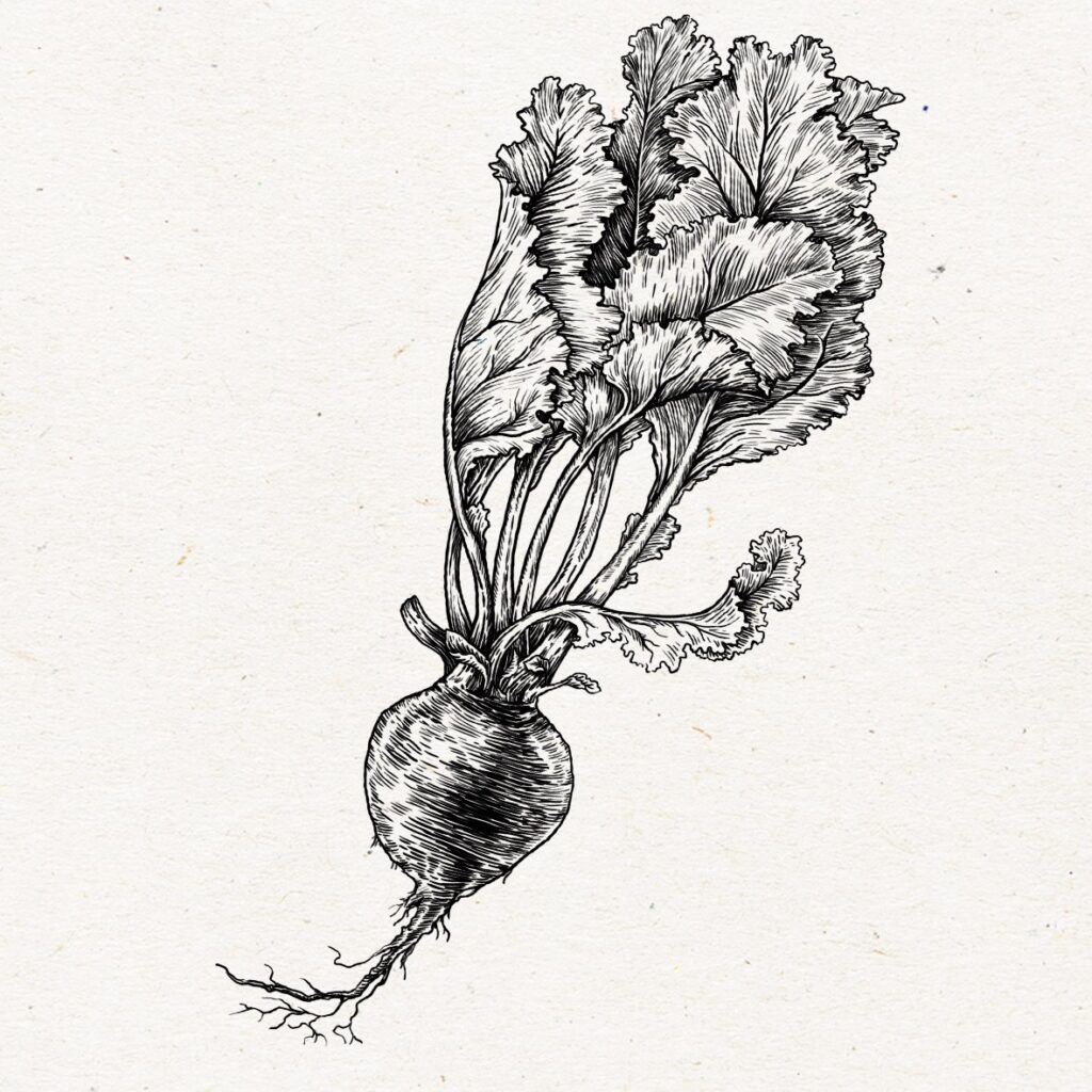 Detailed beetroot illustration
