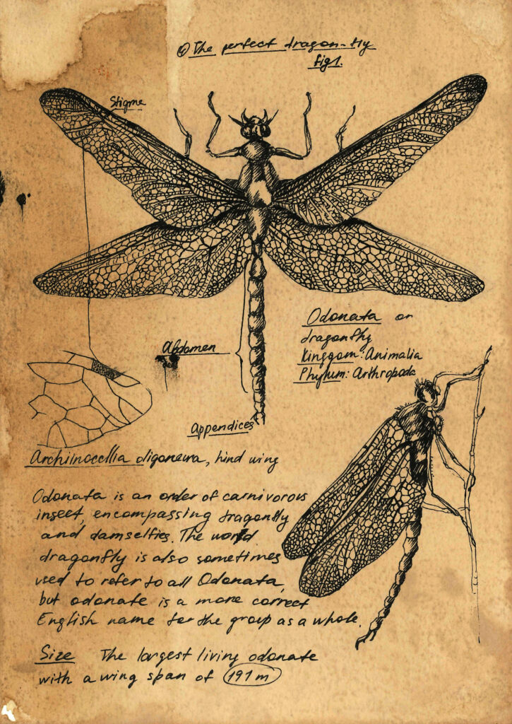 Detailed Insect illustrations