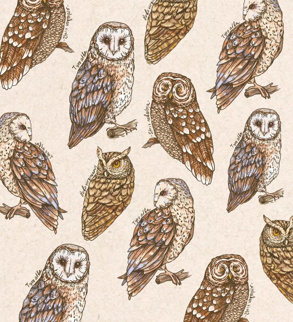 Owl illustration
