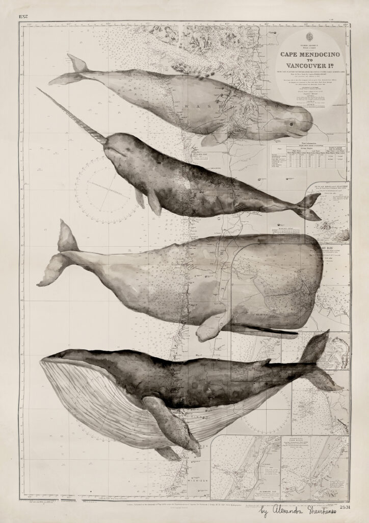 Whale illustrations