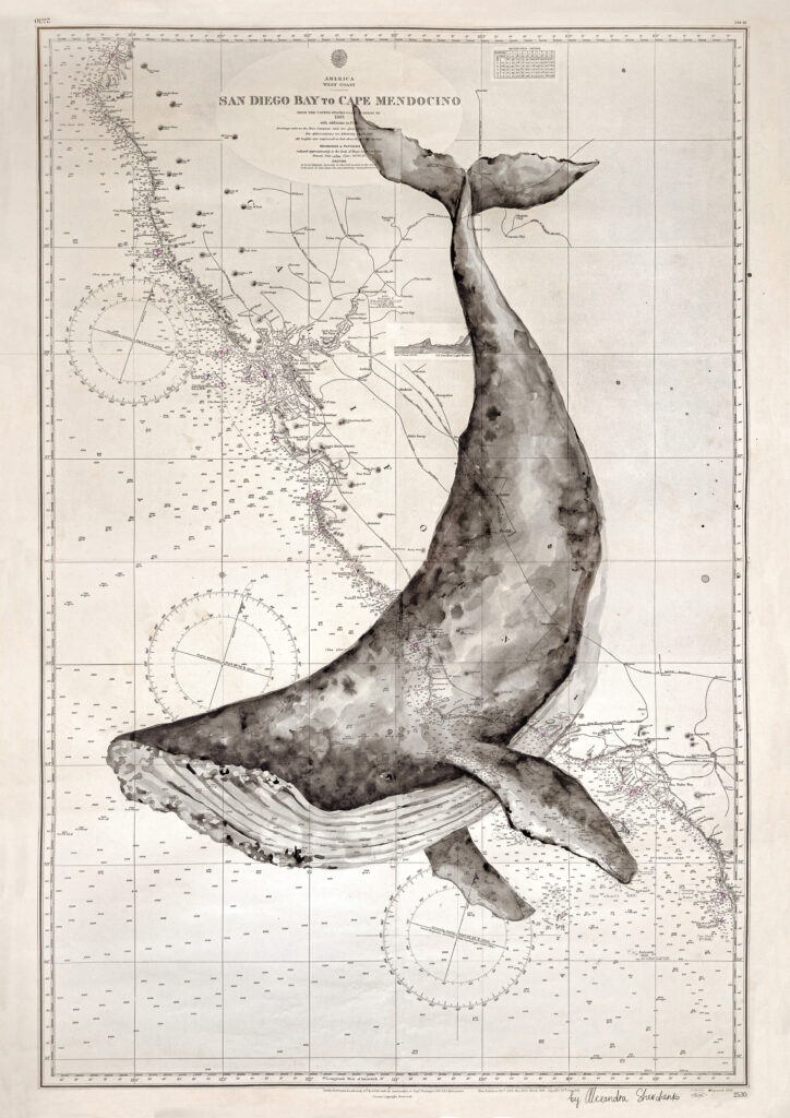 Whale illustrations