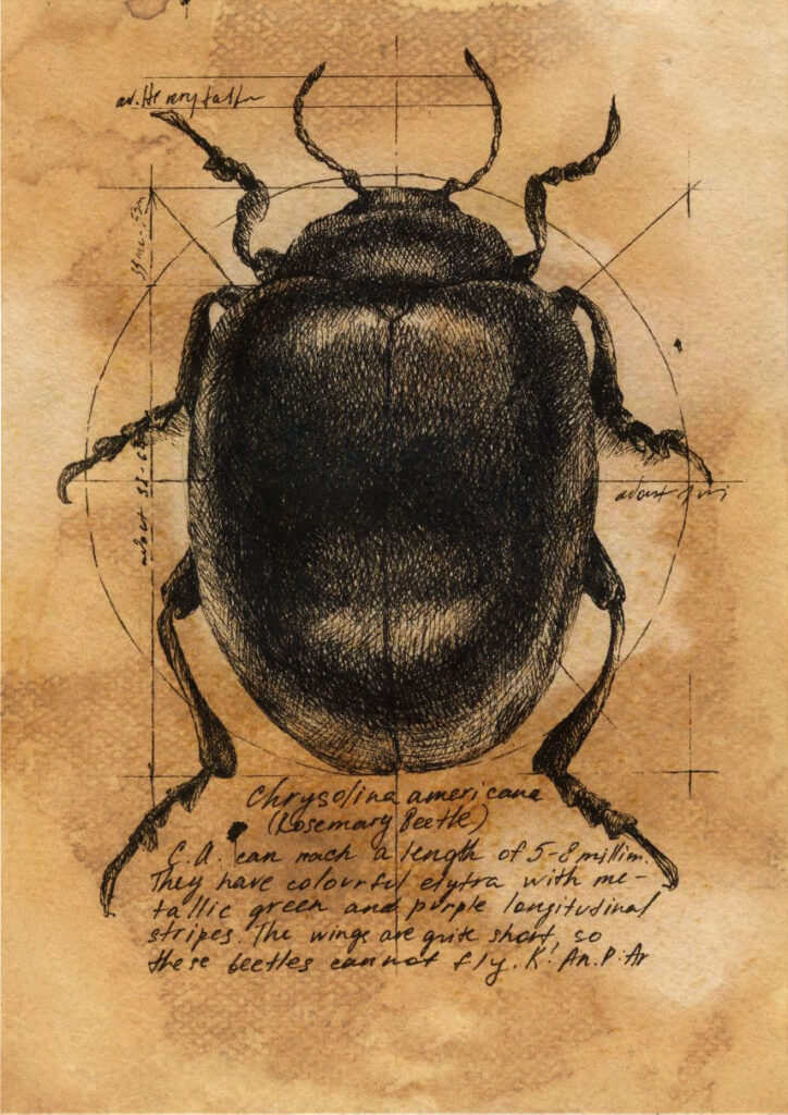 Hand-drawn beetle