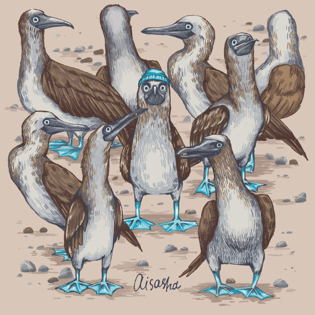 Blue footed boobie illustrations